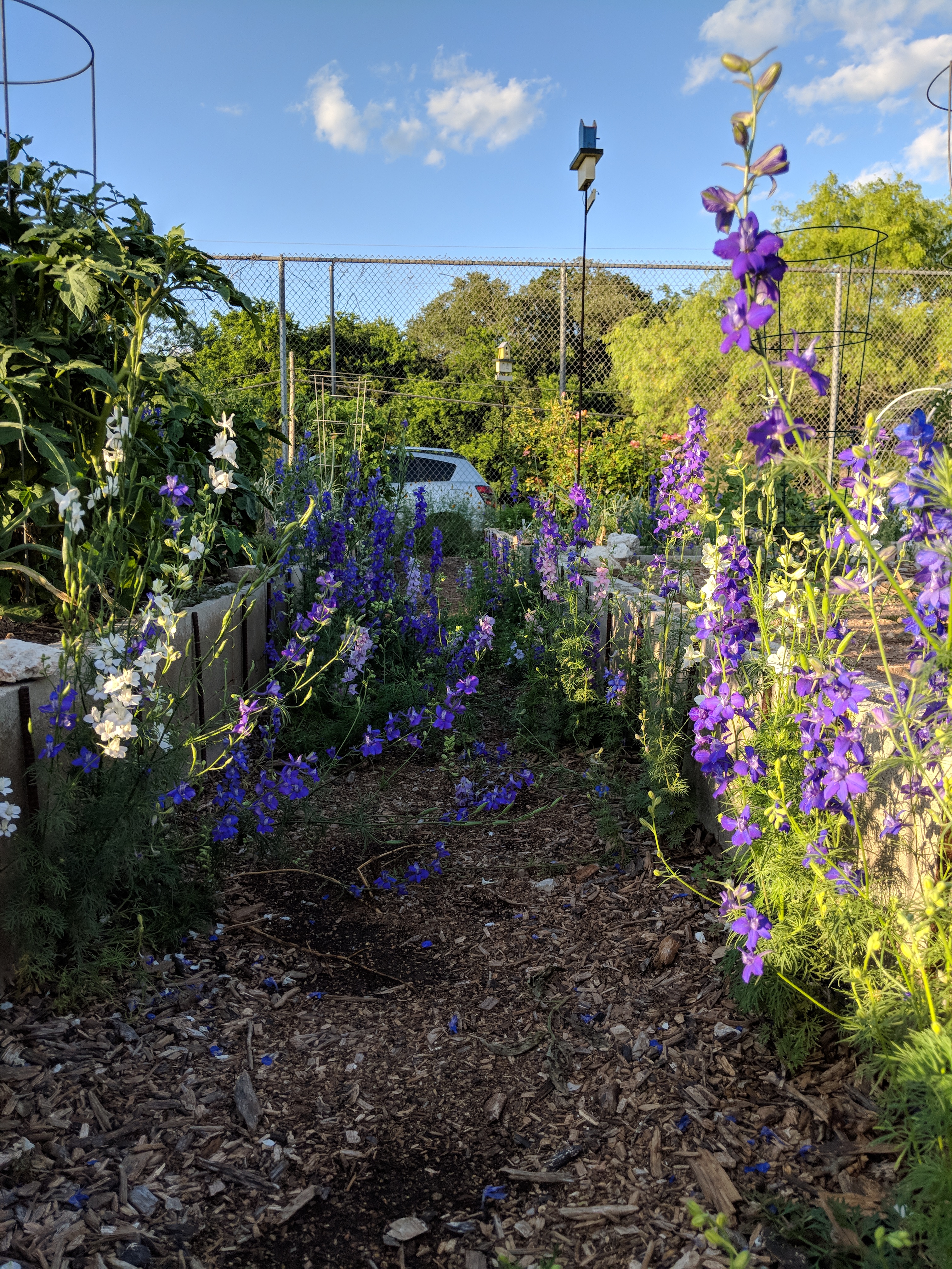 Flowers at the Jacob's Well Community Garden in Wimberley, Texas