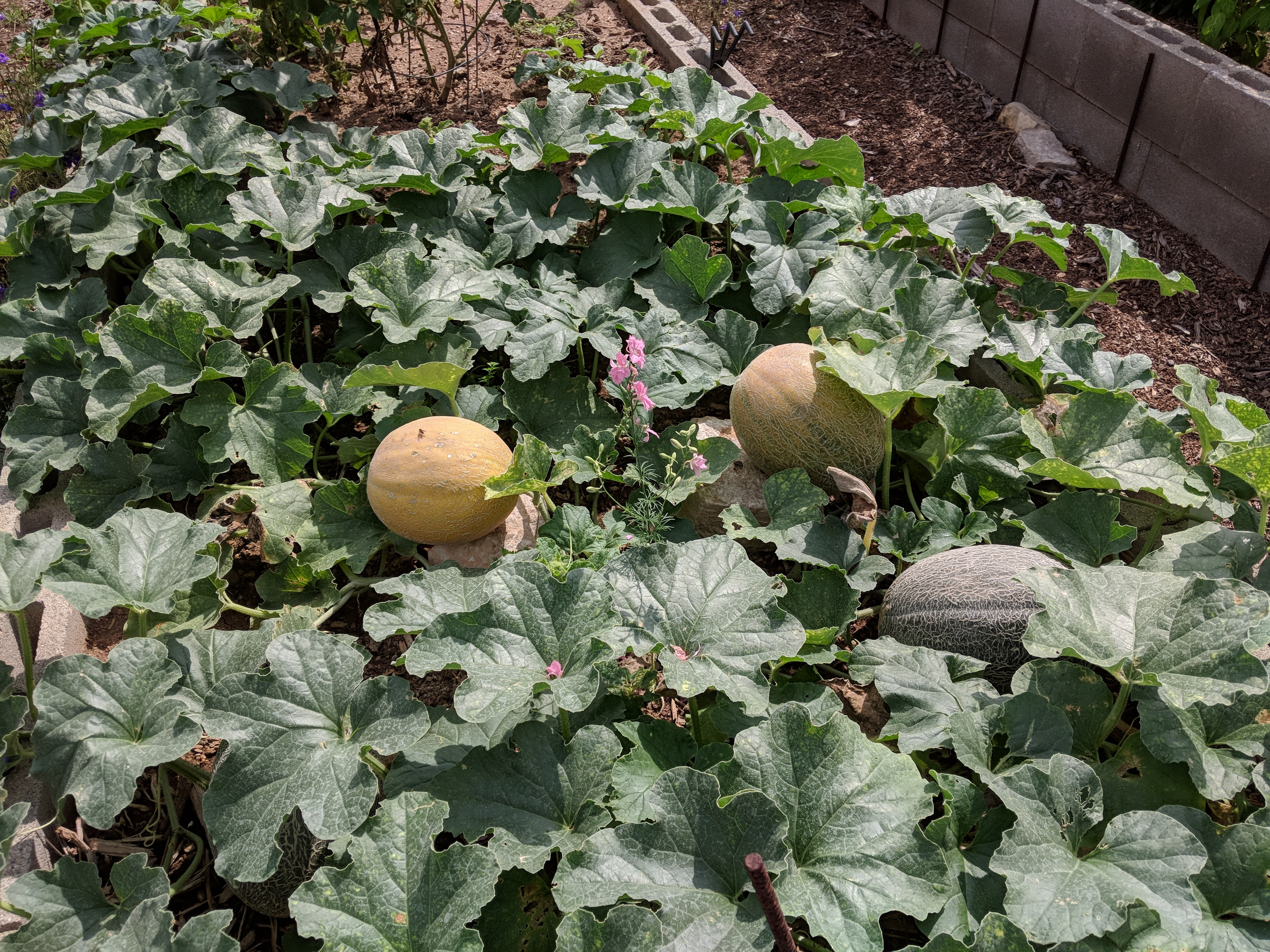 Cantaloupe in the Garden